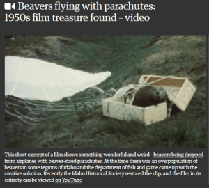 Flying Beavers 2